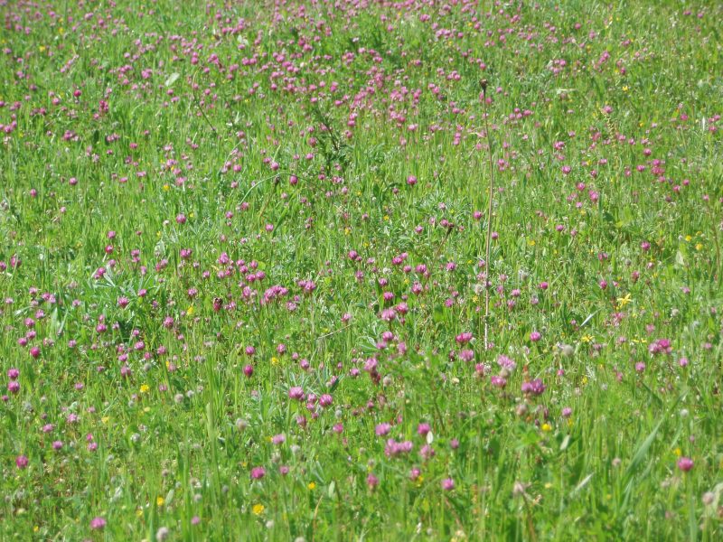 אחו בנימינה. צילום: דנה יקותיאלי צור