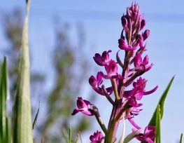 סחלב הביצות. צילום: ירון שניר